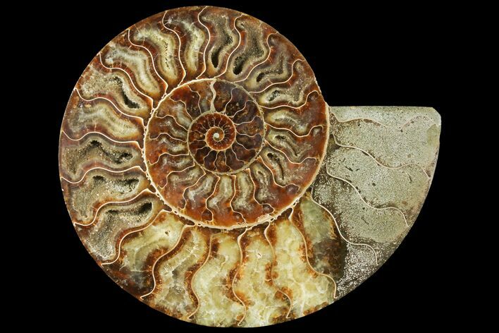 Cut Ammonite Fossil (Half) - Agatized #97754